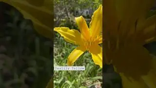 #daylily #daylilyflower Daylily #Yellow #flower