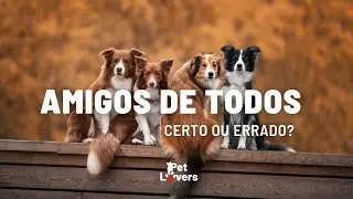 N&atilde;o precisa #adestramentoresponsavel #cachorroeducado #dogwalker  #memepet #petlovers