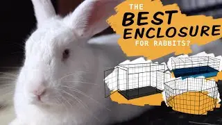 Rating Rabbit Enclosures: What Habitat is Best?