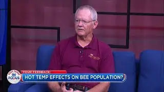 IN FOCUS: Hot weather causes problems for bees