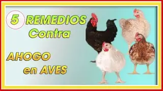 Pollos de engorde 5 REMEDIOS CASEROS para la RONQUERA ǀ Ing. Jannin Hern&aacute;ndez Bland&oacute;n