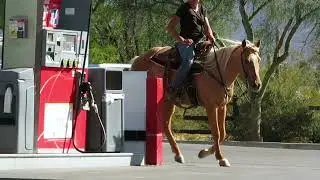 Hudson! AQHA Gelding for Sale!!