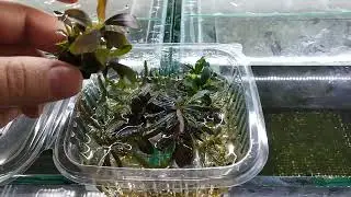 Kapta Bucephalandra Beklerse &Ccedil;&uuml;r&uuml;rm&uuml; ?