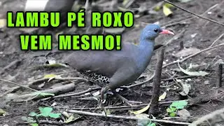 CANTO DE PÉ ROXO 2026 | CHAMA MUITO BOM PARA ATRAIR RÁPIDO