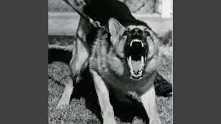 Barking (feat. (Baby Gees) & Loww Asab)