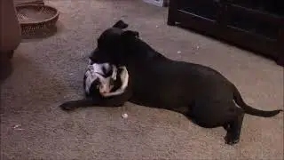 The Cutest Wiener Dog Pitbull Couple Ever