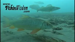A Stroll Along the Bottom of the St. Clair River