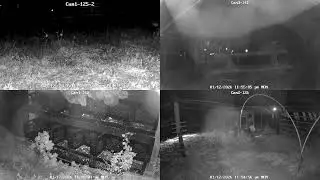 CHICKEN  LIVE CAM