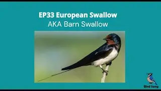 EP33 The Swallow - Bird Song (Barn Swallow)