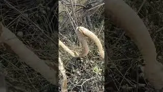 snake removed skin#lifelessons #shortviral