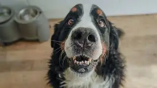 Bernese Mountain Dog Hates Being on a Diet