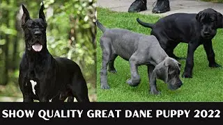 Urgent sale Show Quality Puppies |Great dane dog price in india |#ytshort #shortsfeed #shortsyoutube