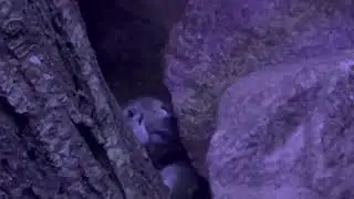 Indoor Bat Habitat