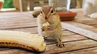 바나나 먹는 아기 다람쥐 Baby Chipmunk Enjoying A Banana