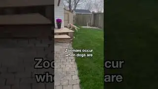 Why Dogs Get the Zoomies | Vet Explains