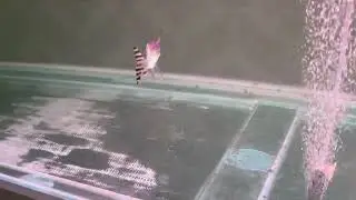 Yellow flag tail eating algae