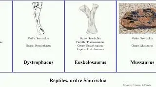 Reptiles, ordre Saurischia reptilia Aliwalia Mussaurus Sanjuansaurus North Plat&eacute;osaure Camelotia