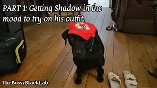 V#057: WELCOME TO OUR LABRADORS PHOTOSHOOT #kansascitychiefs #photoshoot #dogmodel #pets #doglover