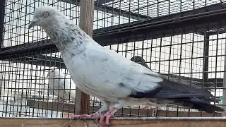 Allahabadi Desi kabootar 🕊️ kalpara kalduma kabutar welcome to my live 🌹