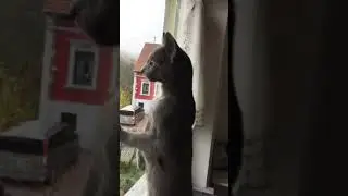 Russisch blau Bruder Russia Blue brother俄罗斯蓝猫Nikita Viktor haben etwas aus Fenster gesehen, leider🥺