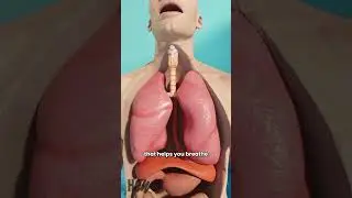 Why We Hiccup