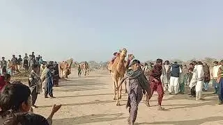 سباق الإبل في صحراء ثر.. مشهد يجمع القلوب 🐪 | Camel race in tharparkar 