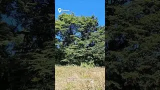 Parcelas Osorno, Camino Pto Octay