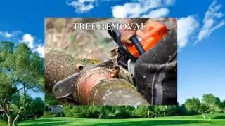 tree removal service Marietta GA