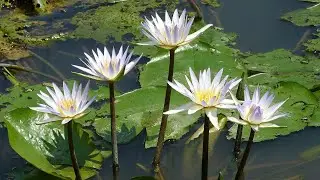 🌸 Nymphaea nouchali: Grow Stunning Blue Lotus Water Lilies! Star Lotus in Pots! 💧