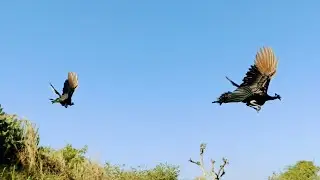 Peacock Flying 🛫🛫