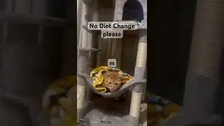 No Diet changes please #cat #diet #wieghtloss #no #funny #kitten #cats #asmr #petlovers #gatos #yt