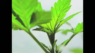 Tatanka CBD- Creative Time lapse- Relax and enjoy!