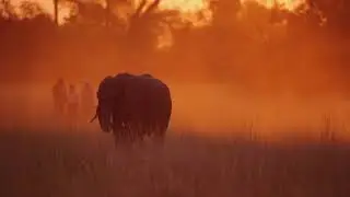 Beagle Expeditions - Kweene Trails