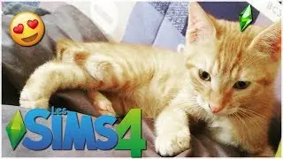 Mon chaton dans les sims