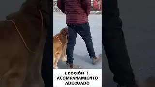 &iexcl;Tucker Aprende Trucos con Tom Davis! 🐾🎓 | Adiestramiento Divertido