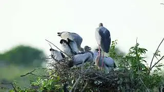 Documentary Of Geography Unlocking the Mystery of Avian Sanctuary's Tree Visitors  EP205