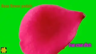 Rose flower petals green screen effects|