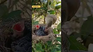 RARE Black Bittern Nest Found! | Beautiful Wildlife Documentary of Survival