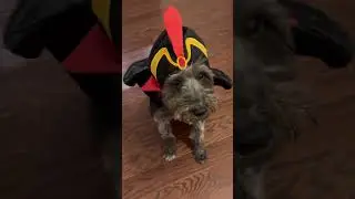 The cutest of the Disney dogs 🐾 #disney  #disneydog #schnoodle #disneylove