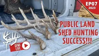 PUBLIC LAND Shed Hunting Success!!!