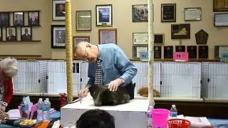 Petunia in Ring 4 with Gary Powell at the Feb 7 2015 CFA Newport News, VA Show