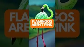 The Surprising Truth About Flamingo Colors 🌈 #didyouknow #facts #wildanimalfacts #animals #flamingo