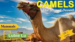 Amazing Facts about Camels - The Ship of Desert 🐪🐫#Camel Story