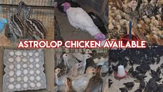 Astrolop 🐔 🐔 aagaye i r desi farm par | kadaknath turkey American silky & desi murgiya available