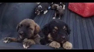 Saskatchewan Hunter Rescues 20 Abandoned Pet Puppies in a Field - Most Adorable Dog Rescue Stories