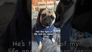 Is your hooman this protective?!? 😅 #dog #pug #puppy #funny #cute #reels #pets #cutepuppy #adorable