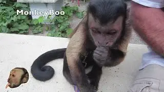 Capuchin MonkeyBoo and Pete Share Crickets