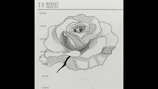 Rose Drawing on Procreate (Cross hatching) | Time Lapse
