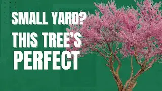 Texas Redbud: The Best Small Tree for Shaded Yards | Fitzgerald&rsquo;s Landscaping