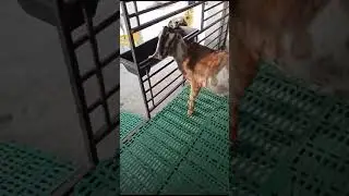 plastic slatted floor for goat  +923246578832